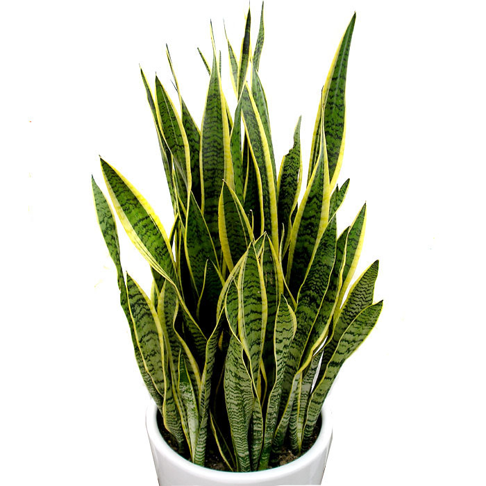 산세베리아 A형